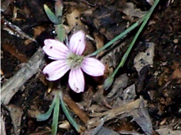 Petrorhagia saxifraga